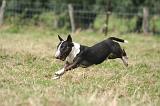 BULL TERRIER MINIATURE 079